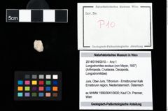 Foto (Objekt + Etikett) von Longodromites excisus (von Meyer, 1857)  (NHMW-GEO-2014-0194-0010)